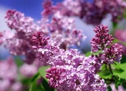 国产久丁香,传承与创新中的民族香氛传奇